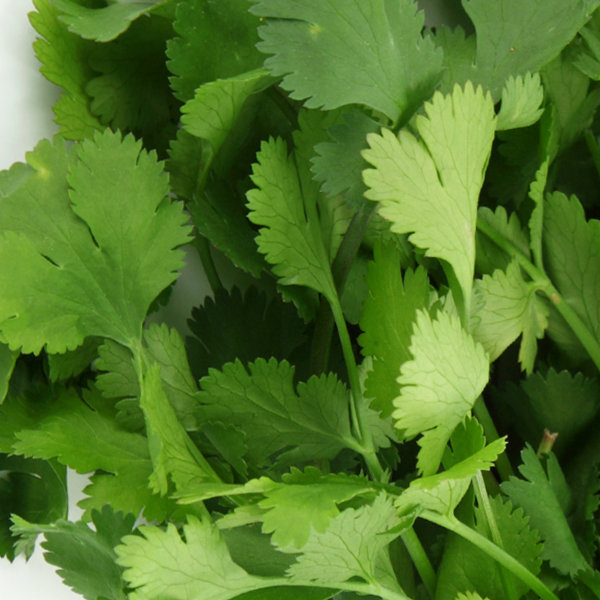 Coriander Seeds